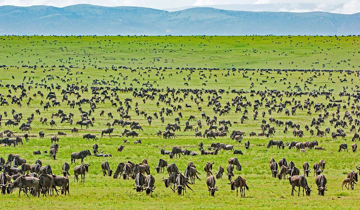 Serengeti Plains